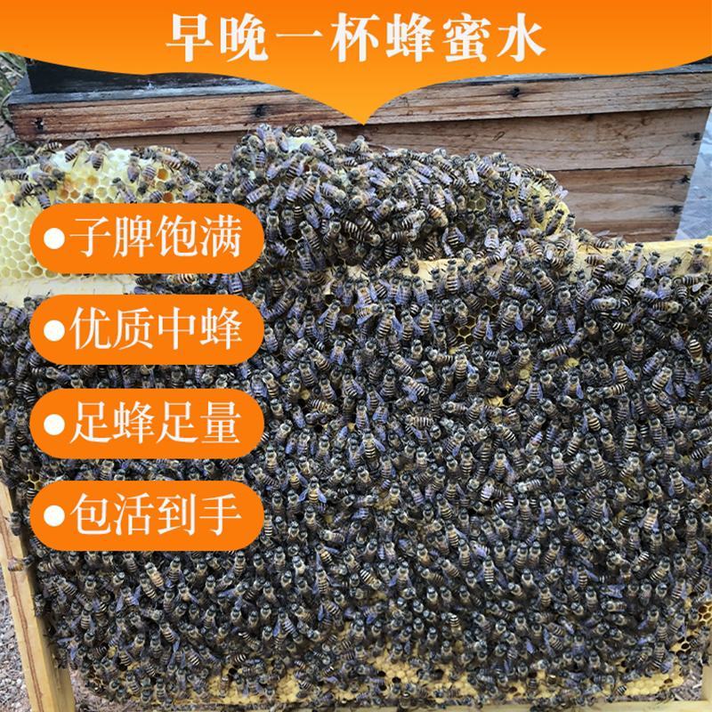 蜜蜂中蜂蜂群蜂王笼蜂活体带王带脾带箱包活到手技术指导