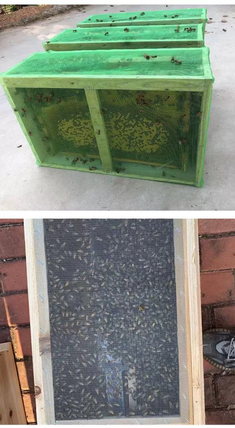 蜜蜂中蜂蜂群蜂王笼蜂活体带王带脾带箱包活到手技术指导