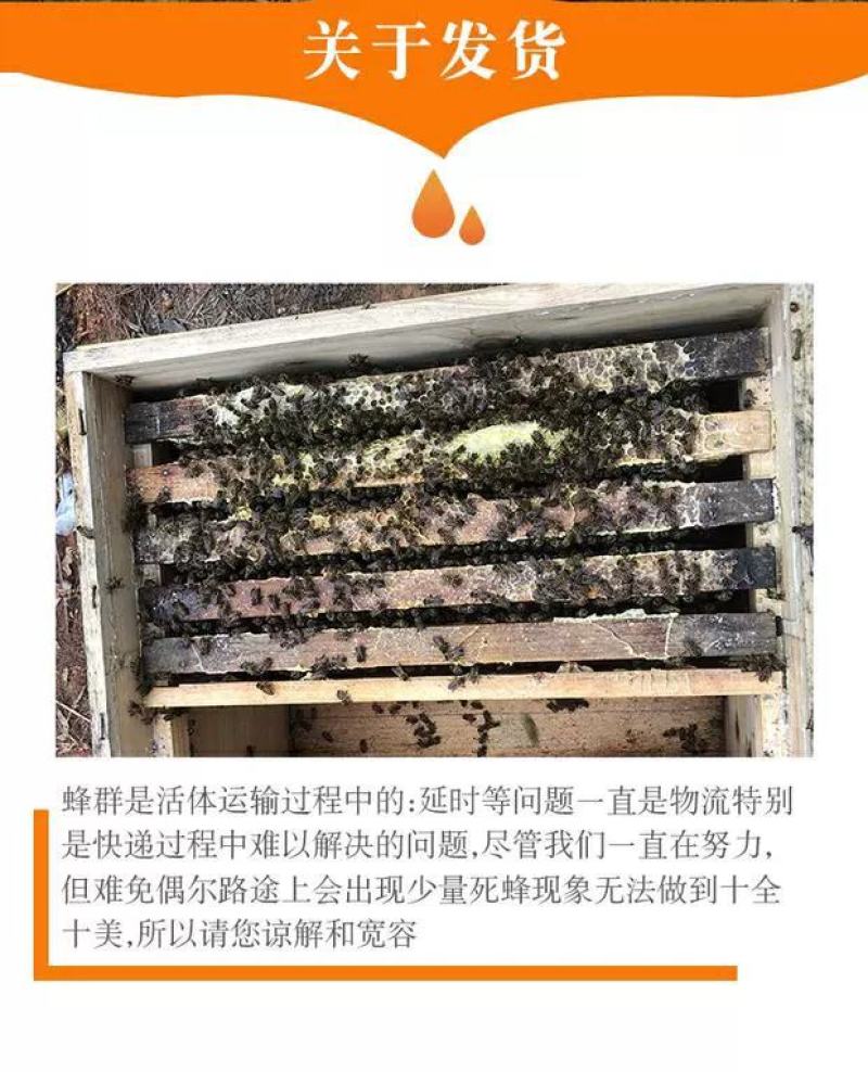 蜜蜂中蜂蜂群蜂王笼蜂活体带王带脾带箱包活到手技术指导