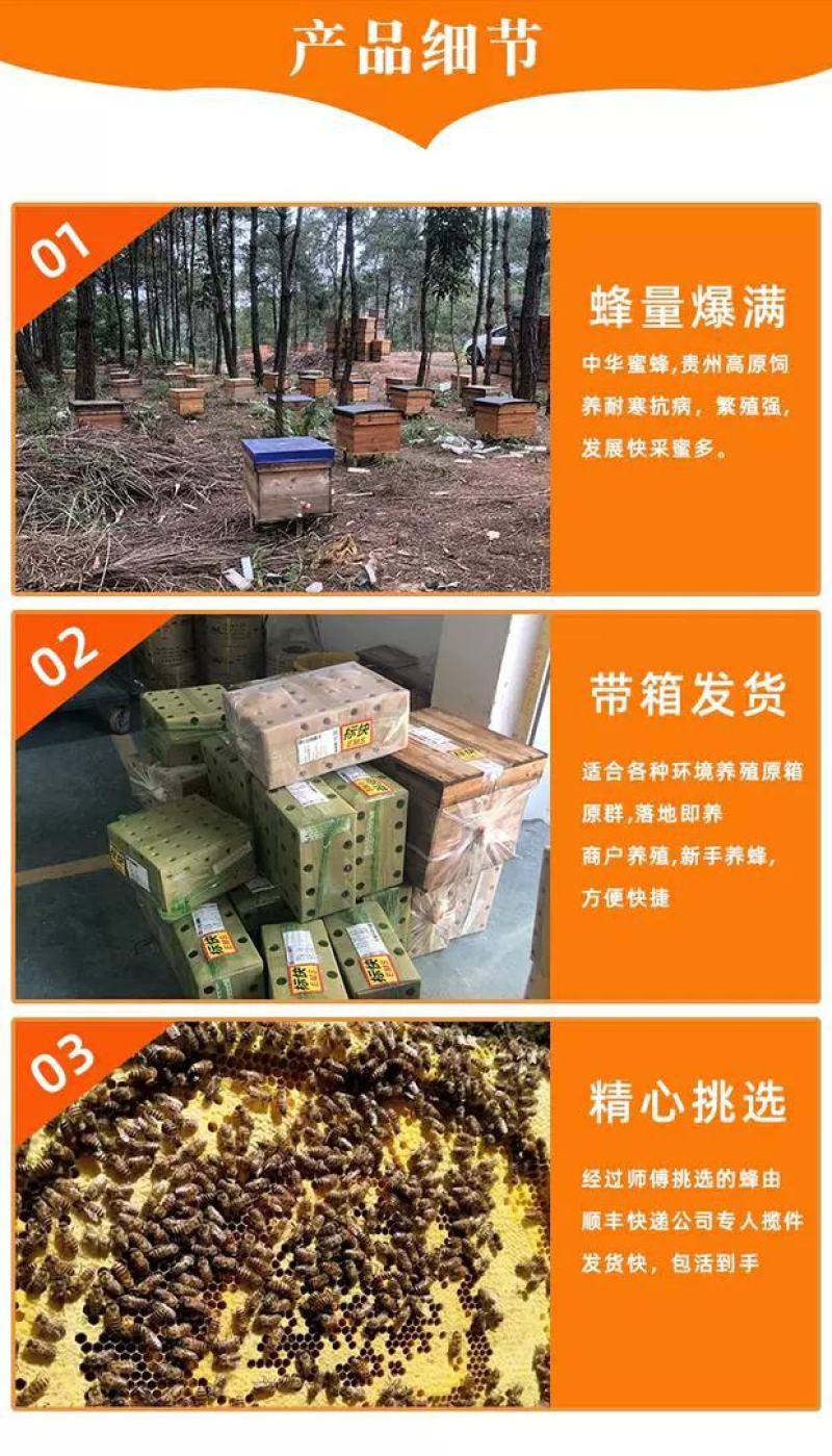 蜜蜂中蜂蜂群蜂王笼蜂活体带王带脾带箱包活到手技术指导
