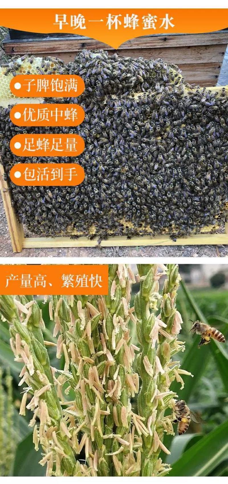 蜜蜂中蜂蜂群蜂王笼蜂活体带王带脾带箱包活到手技术指导
