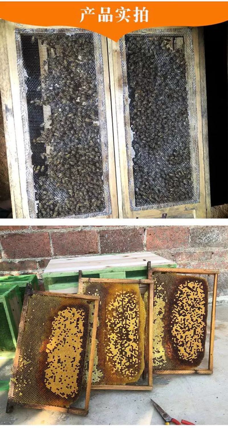 蜜蜂中蜂蜂群蜂王笼蜂活体带王带脾带箱包活到手技术指导