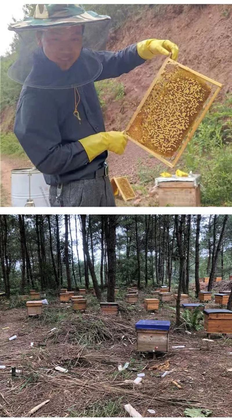 蜜蜂中蜂蜂群蜂王笼蜂活体带王带脾带箱包活到手技术指导