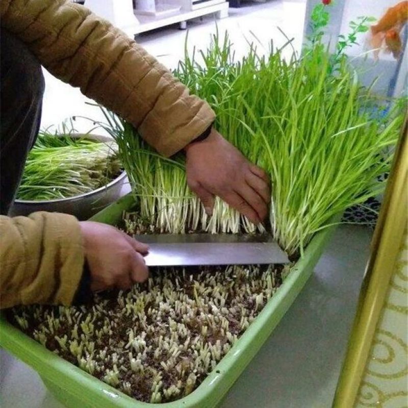 韭菜根盆韭南宫黄韭韭菜产地批发全国一件代发