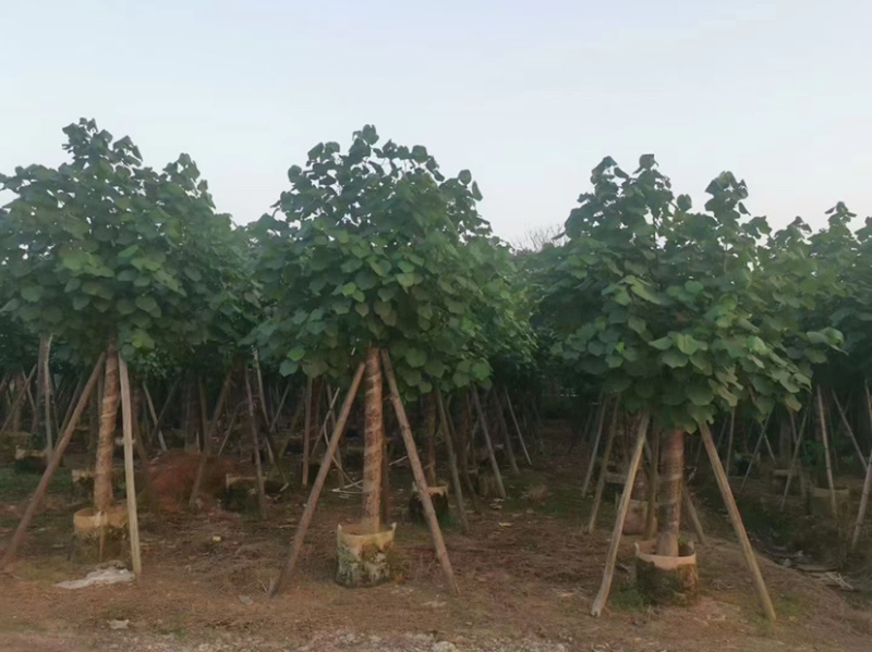黄槿。各种规格齐全。支持视频看货。成活率高