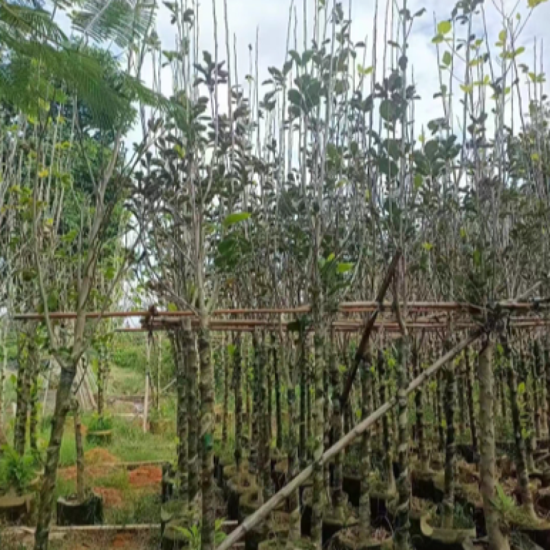 【荐】荷花玉兰，规格齐全。广东普宁苗场直发货量充足