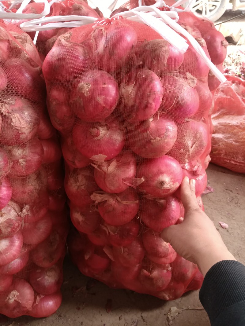 【来电咨询】洋葱红皮洋葱品种多，个头均匀，全国发货，常年供应