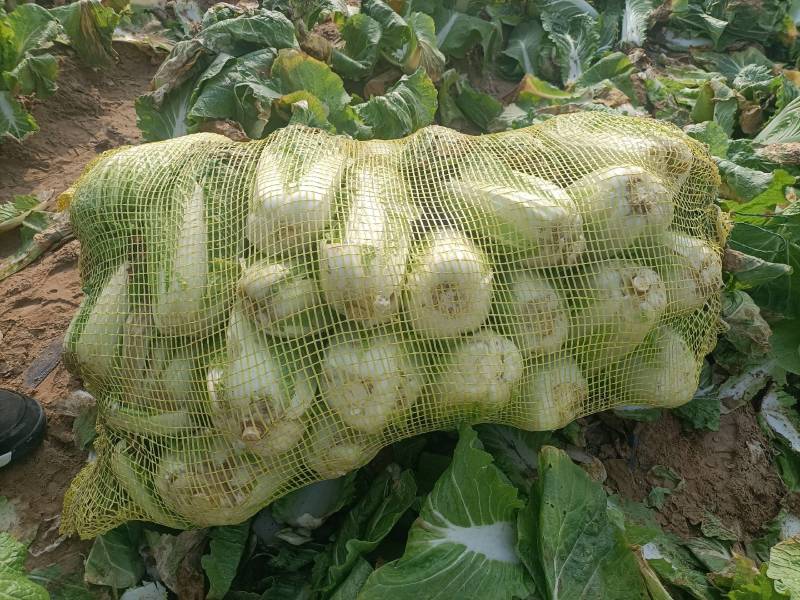河南安阳娃娃菜，大量现货，产地直销品质保证