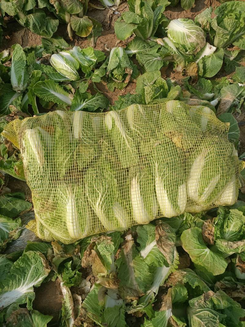 河南安阳娃娃菜，大量现货，产地直销品质保证