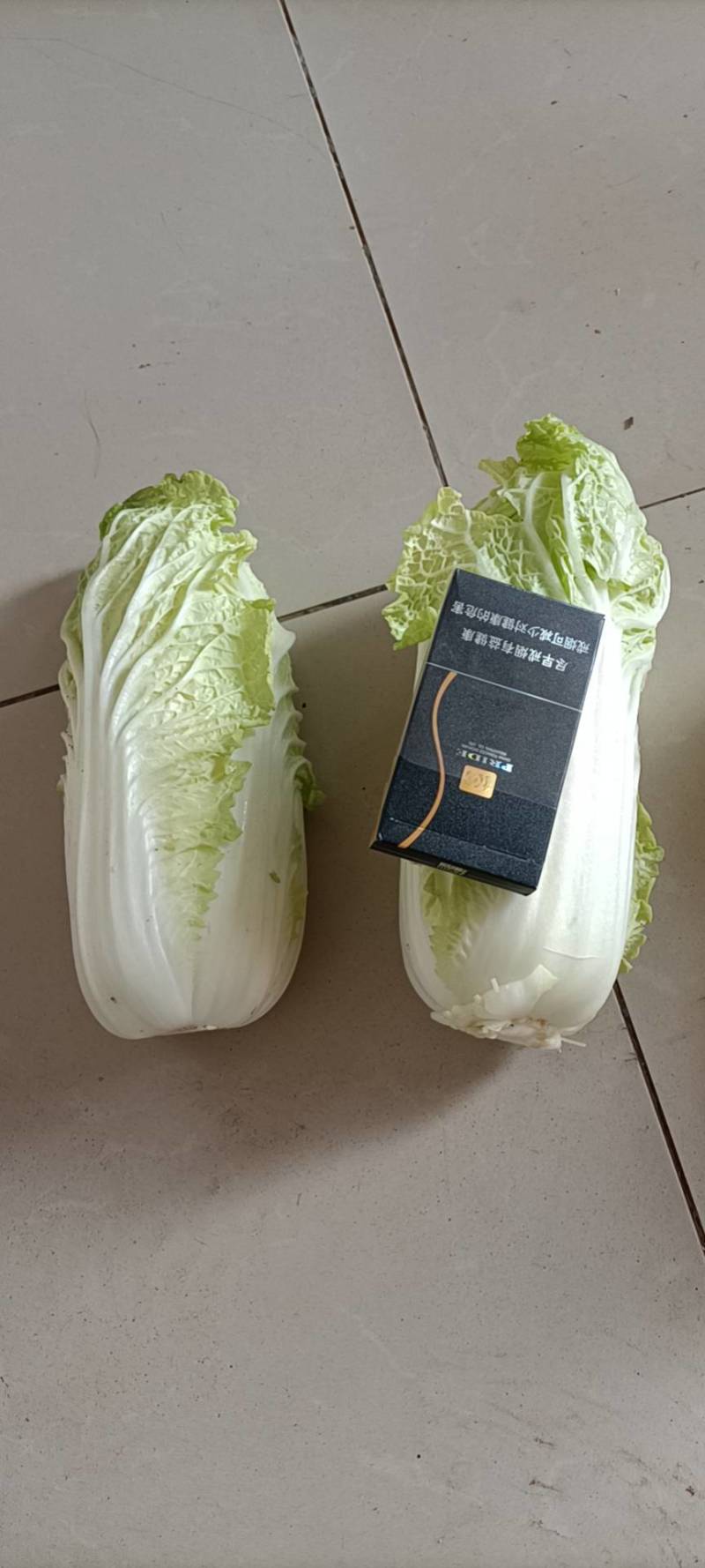 河南安阳娃娃菜，大量现货，产地直销品质保证