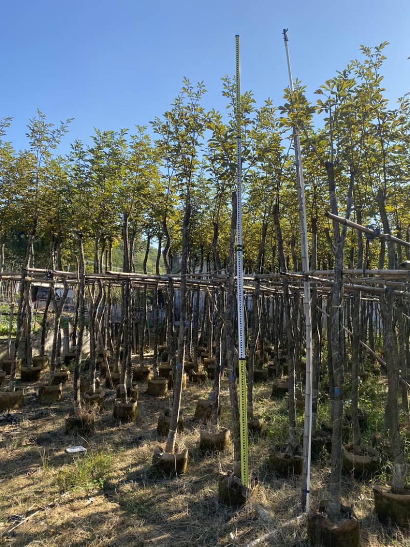 光杆多花黄花风铃木。各种规格齐全。支持视频看货成活率高