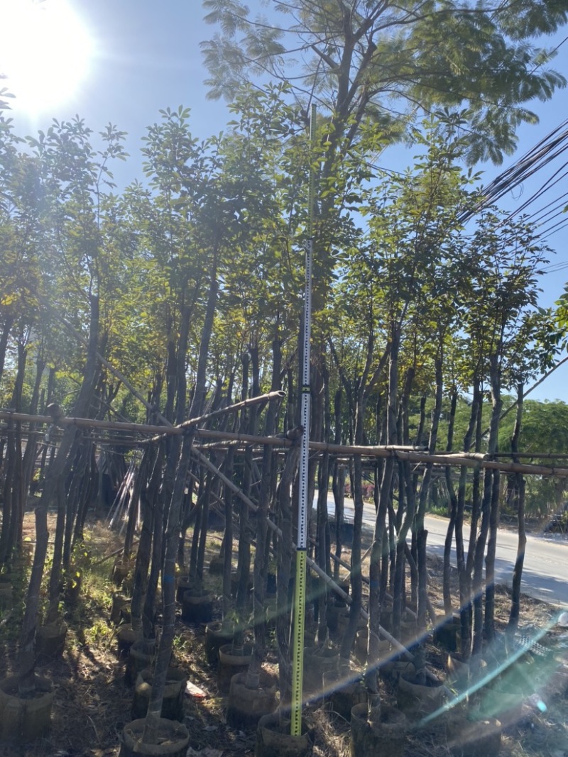 光杆多花黄花风铃木。各种规格齐全。支持视频看货成活率高