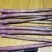 紫色芦笋欢迎采购