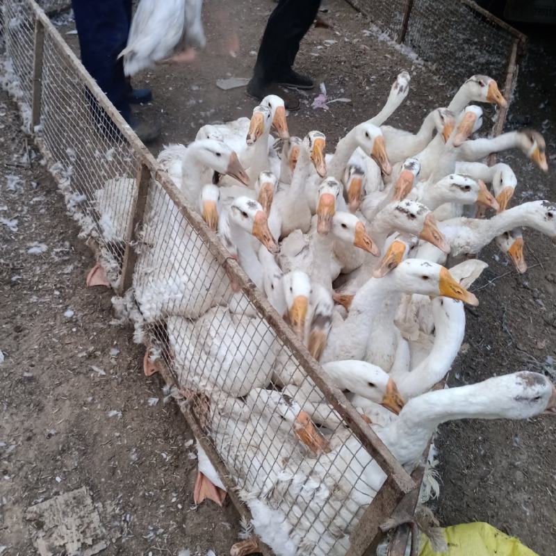 白条鹅鹅苗大白鹅等一系列的优质产品