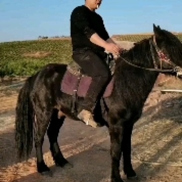 马骑乘马肉马出售马驹半血马赛马基地直供货真价实