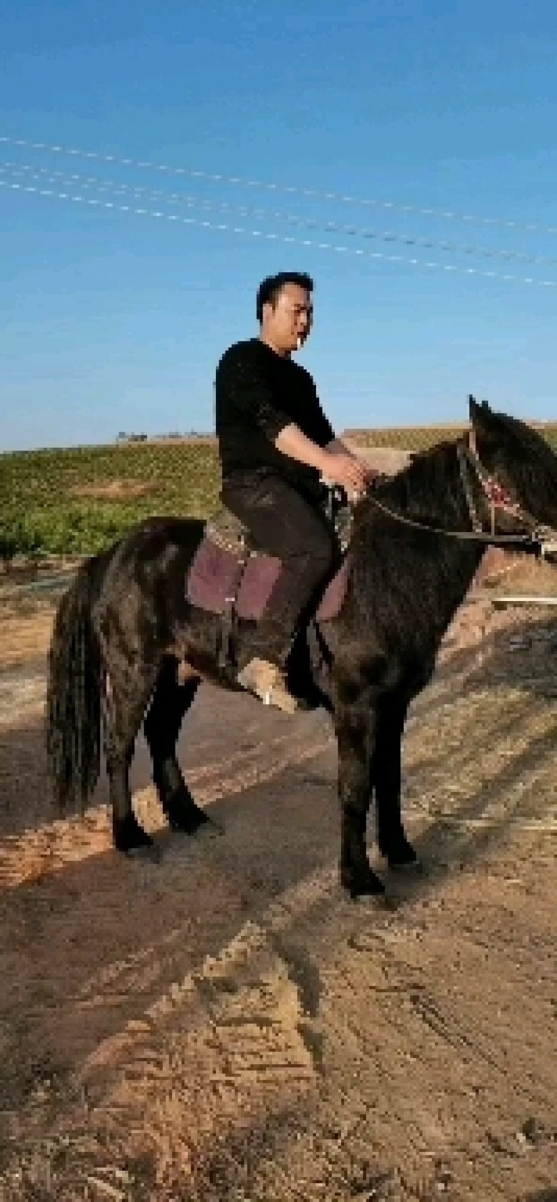 马骑乘马肉马出售马驹半血马赛马基地直供货真价实