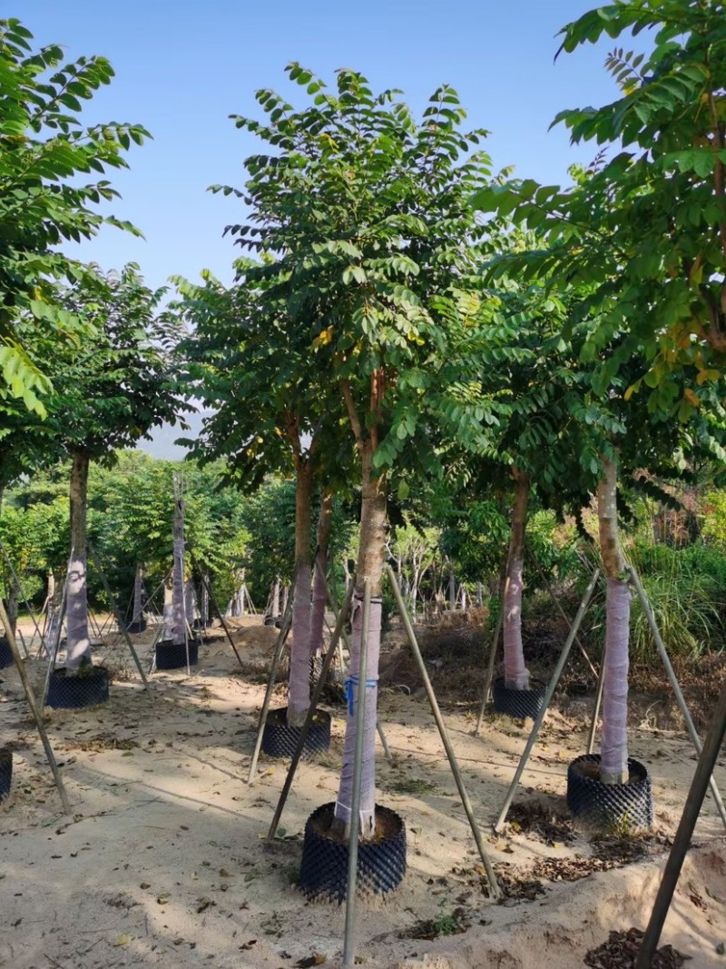火焰木。各种规格齐全。支持视频看货。欢迎联系