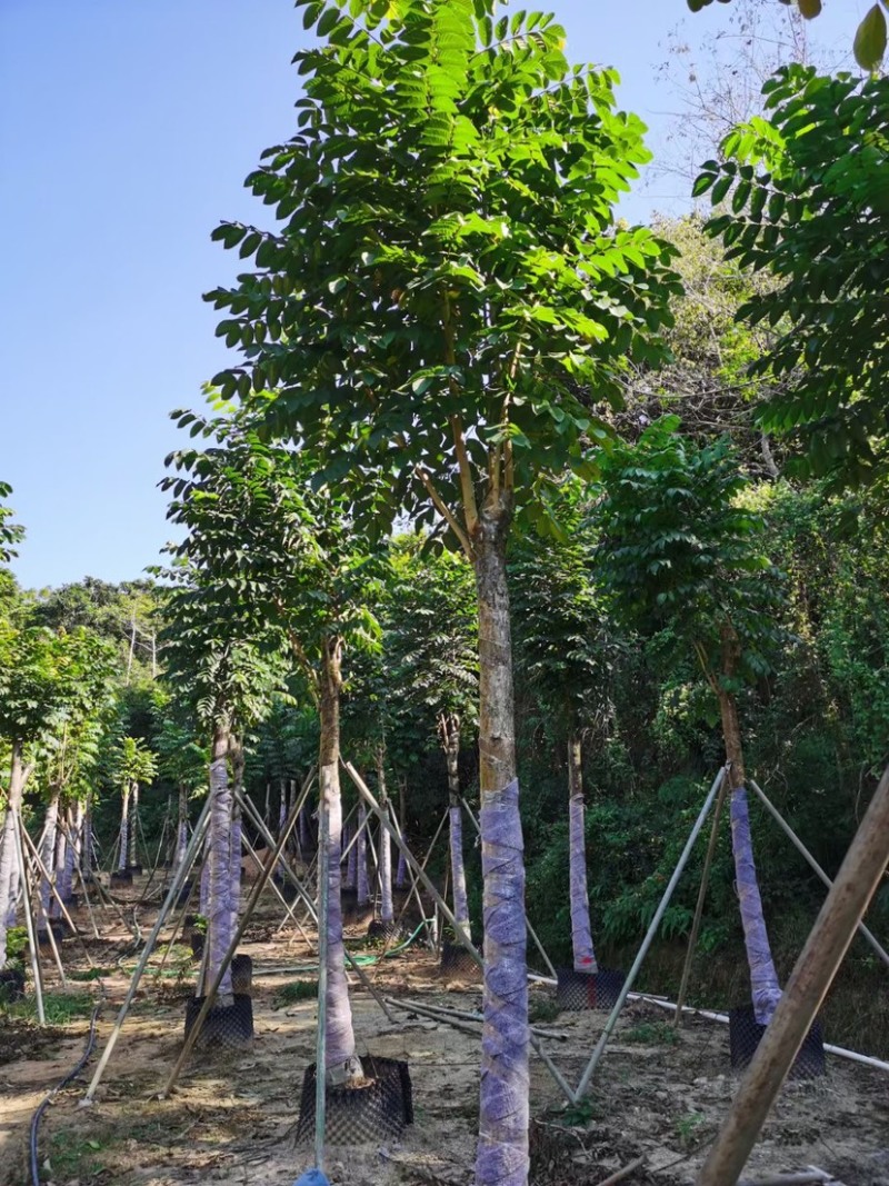 火焰木。各种规格齐全。支持视频看货。欢迎联系
