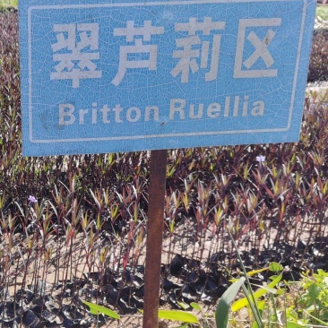 翠芦莉杯苗