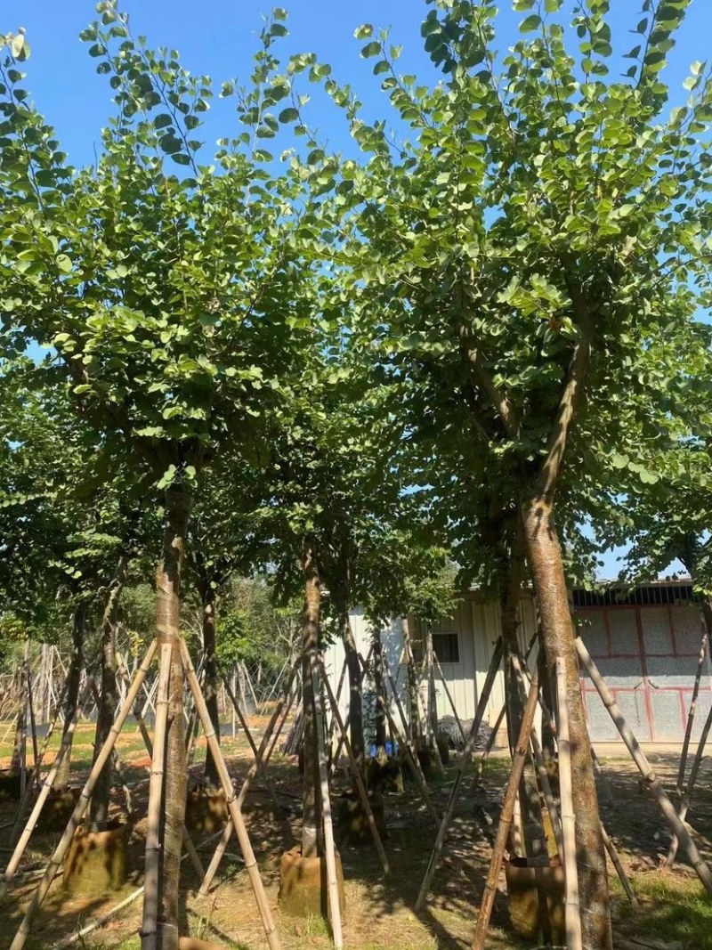 宫粉紫荆各种规格齐全。支持视频看过欢迎联系
