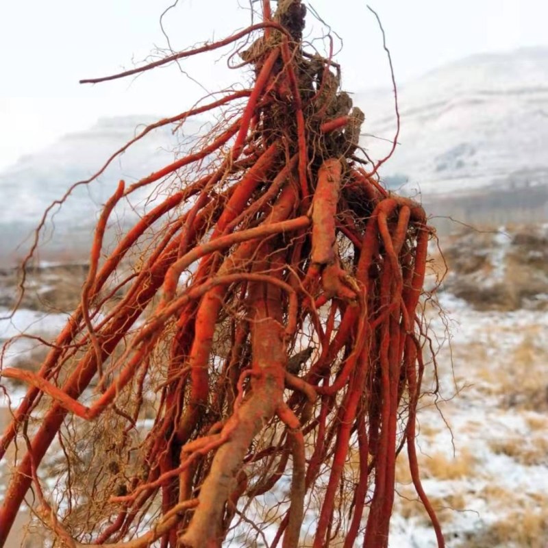 2026年现挖整棵紫丹参中药材可用于煲汤包邮当天发货