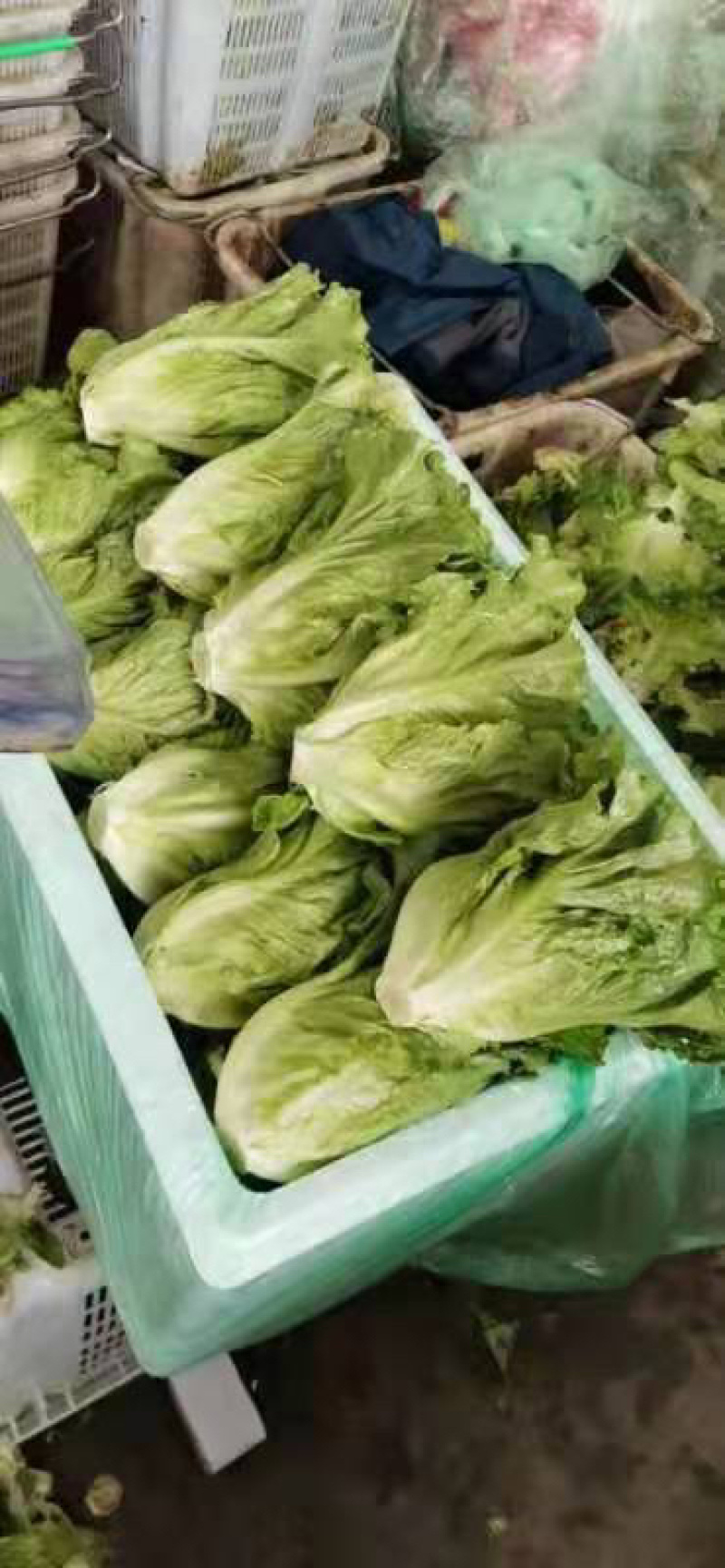【推荐】精品意大利生菜一年四季持续供应可发货全国供应！