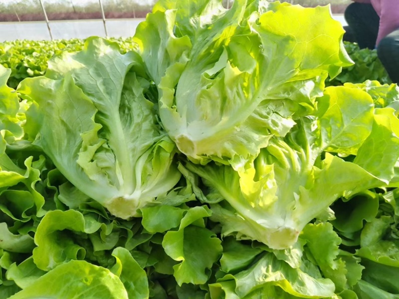 【推荐】精品意大利生菜一年四季持续供应可发货全国供应！