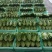 【推荐】精品意大利生菜一年四季持续供应可发货全国供应！