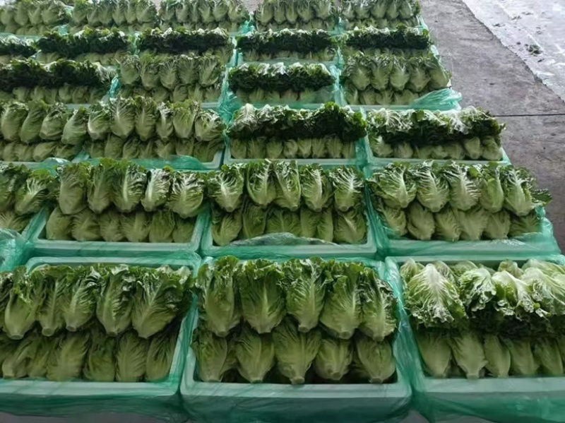 【推荐】精品意大利生菜一年四季持续供应可发货全国供应！