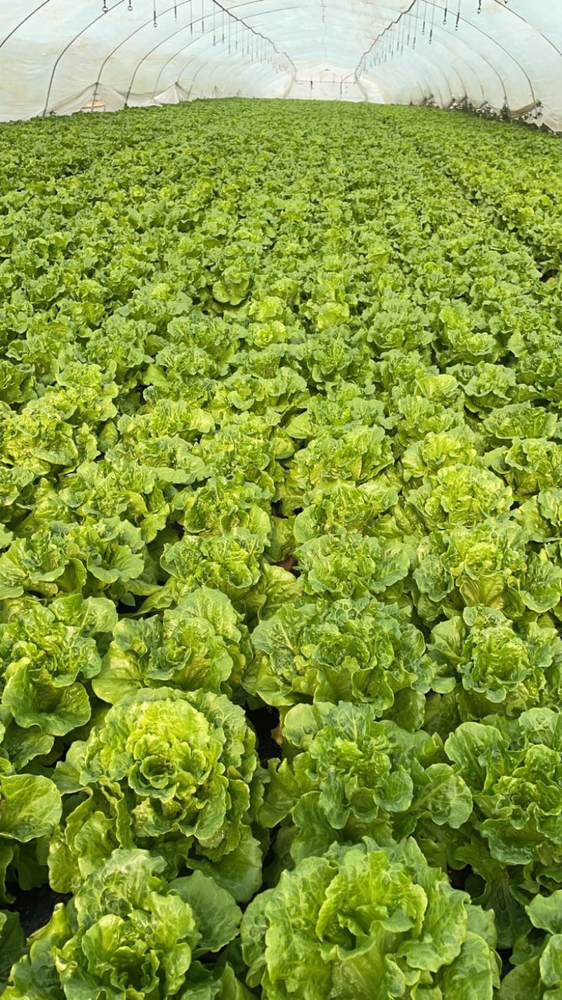 【推荐】精品意大利生菜一年四季持续供应可发货全国供应！