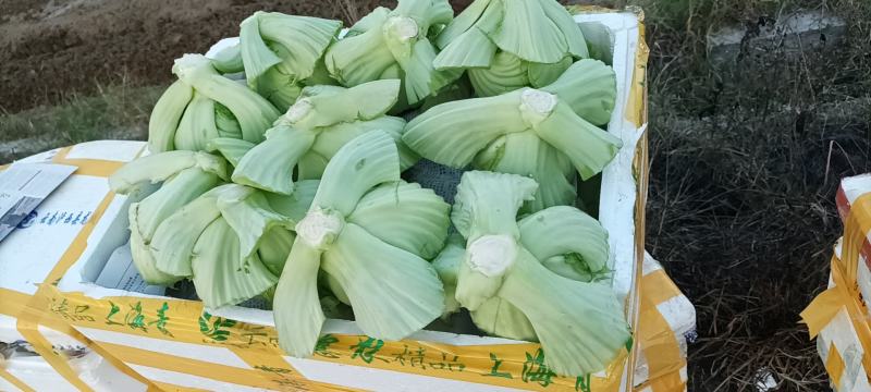 饶平包心芥菜芥菜球基地种植大量供应