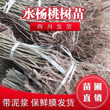水杨桃实生苗水杨桃猕猴桃苗水杨桃树苗水杨桃砧木未嫁接水杨