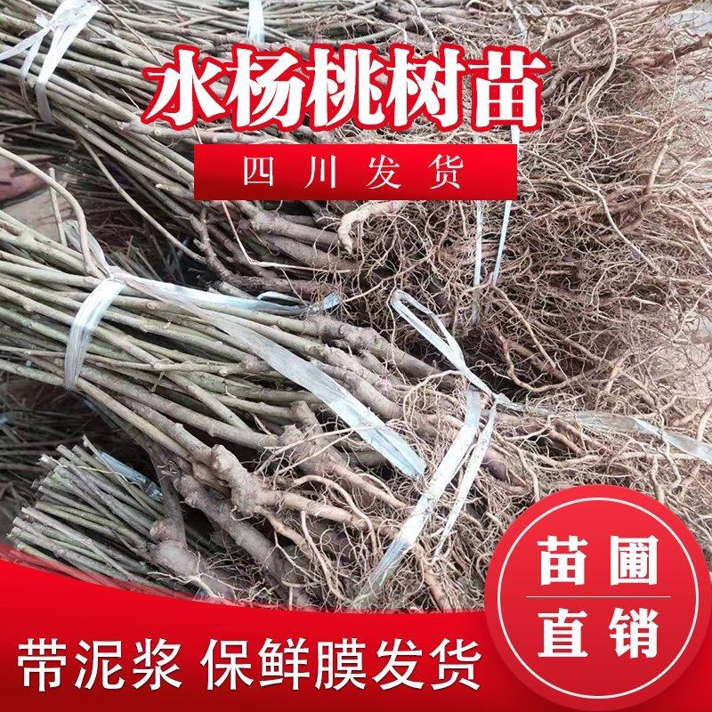 水杨桃实生苗水杨桃猕猴桃苗水杨桃树苗水杨桃砧木未嫁接水杨
