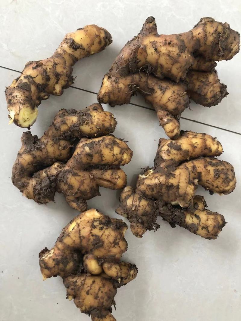 江苏大黄姜精品生姜基地直供诚信经营有意者电话请联
