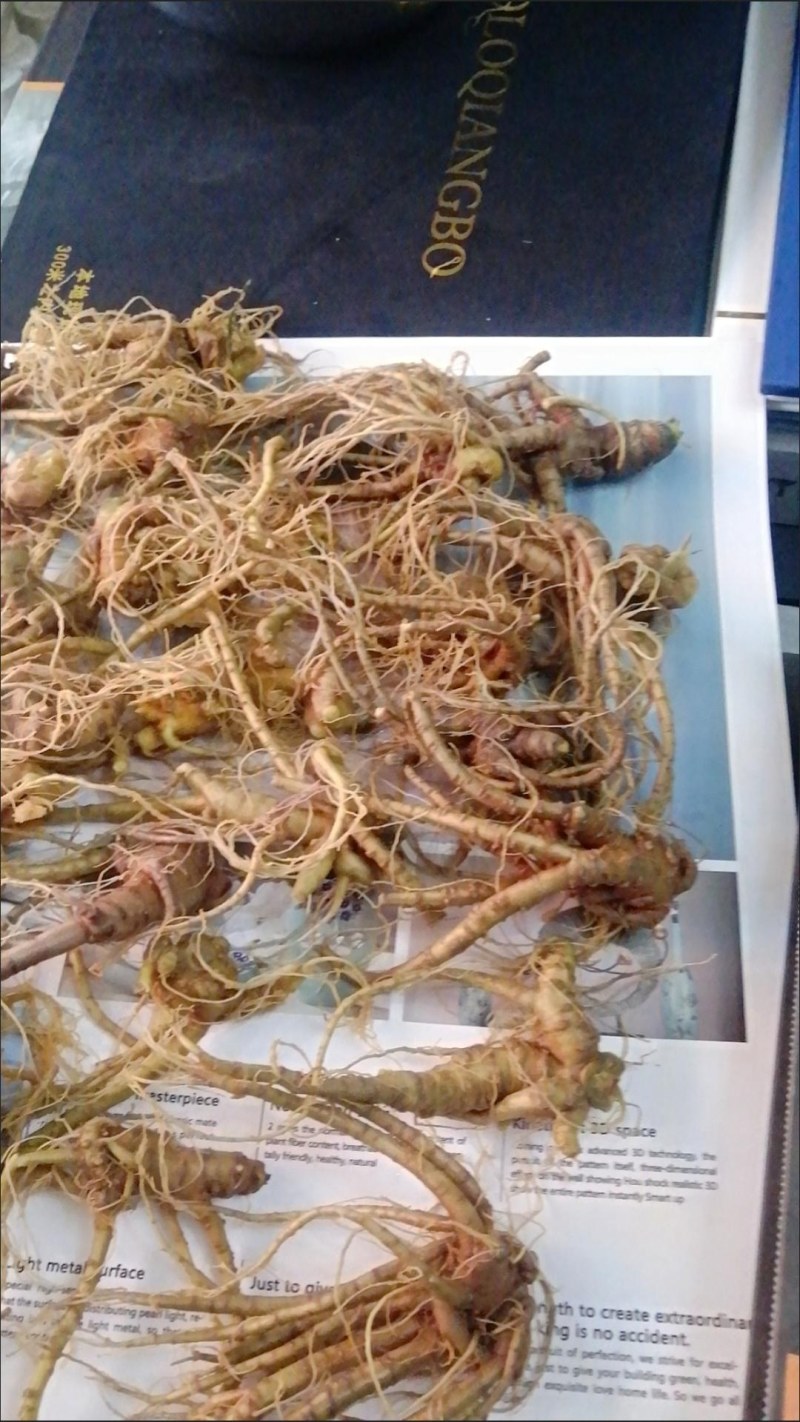 新鲜野三七鲜货云南文山特级三七头煲汤料当天发货