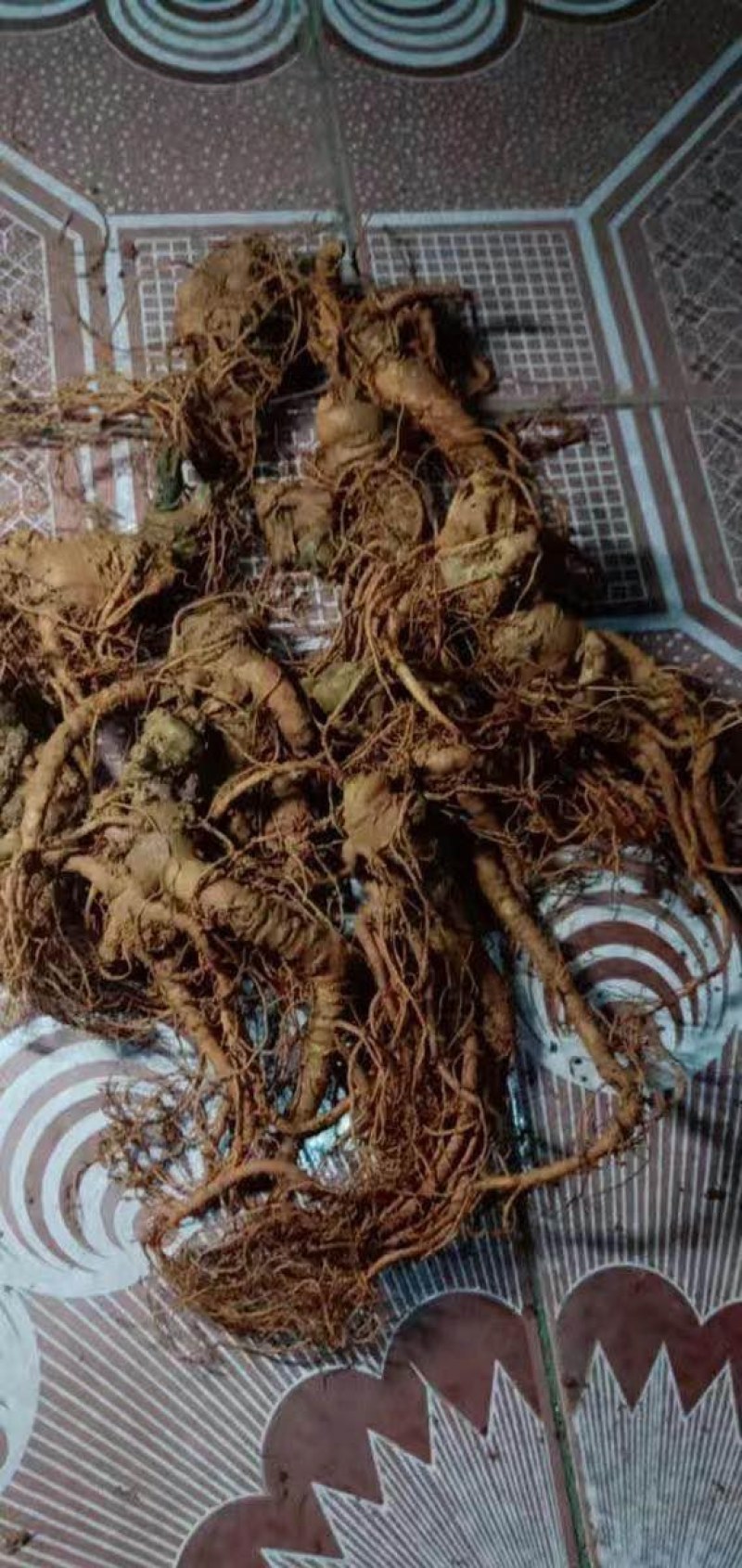 新鲜野三七鲜货云南文山特级三七头煲汤料当天发货