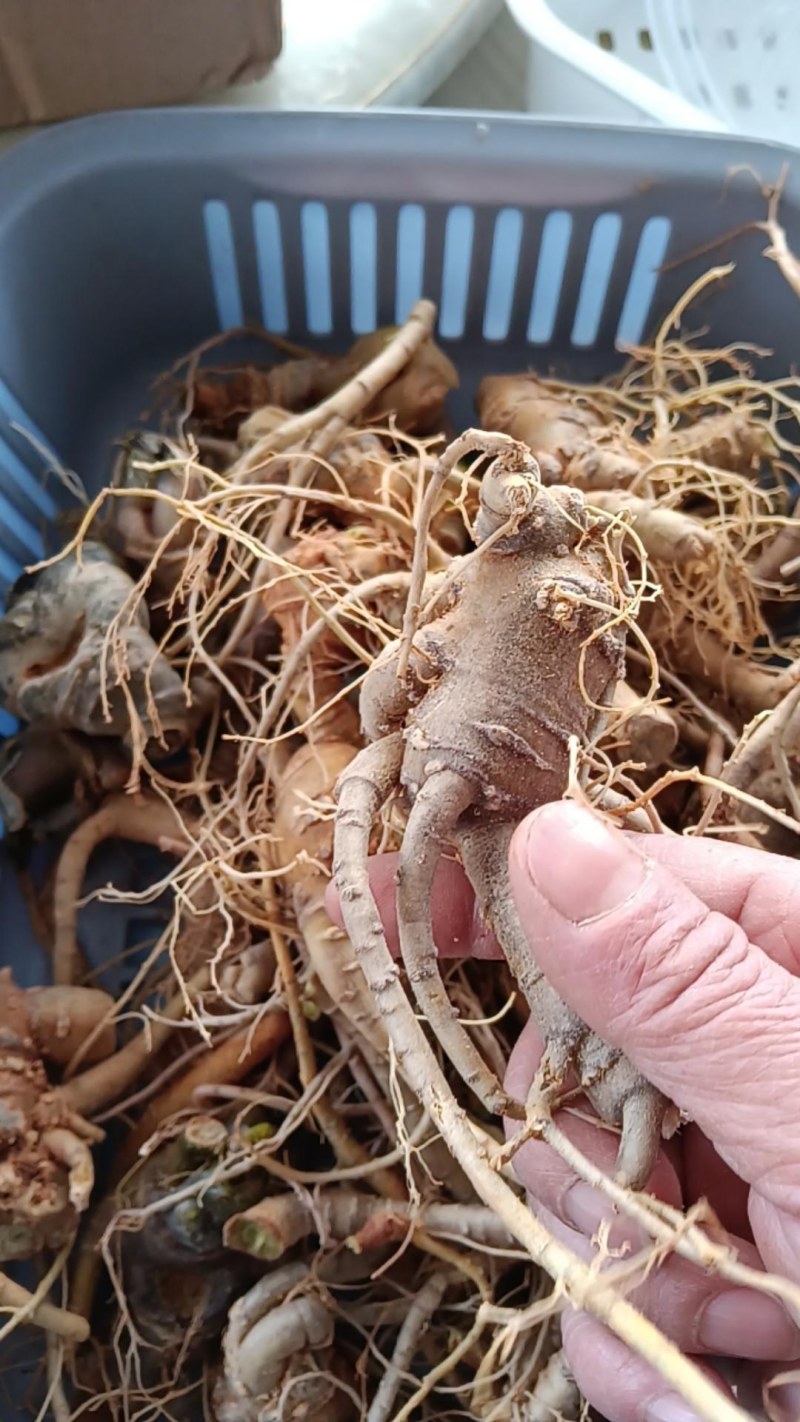 新鲜野三七鲜货云南文山特级三七头煲汤料当天发货