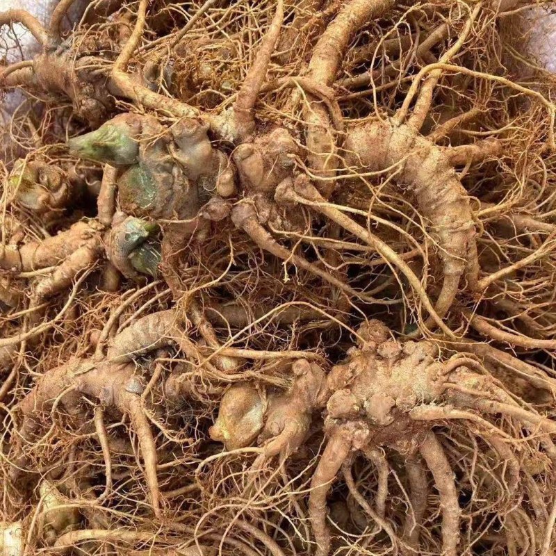 新鲜野三七鲜货云南文山特级三七头煲汤料当天发货