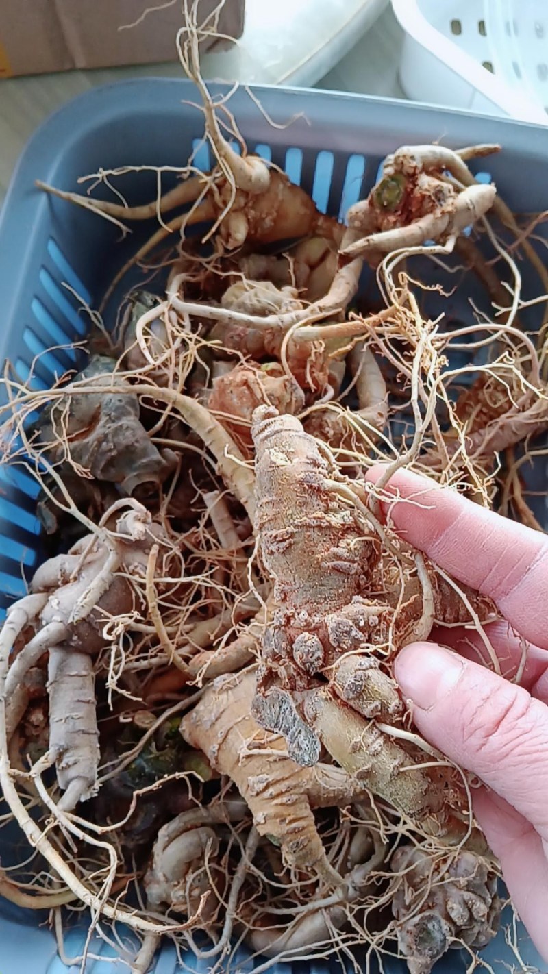 新鲜野三七鲜货云南文山特级三七头煲汤料当天发货