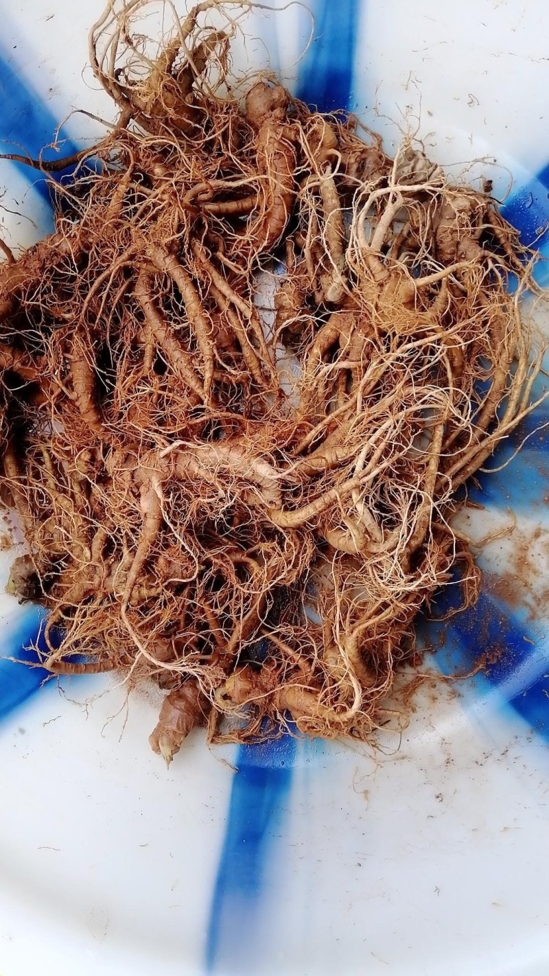 新鲜野三七鲜货云南文山特级三七头煲汤料当天发货