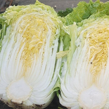 大白菜产地直供！