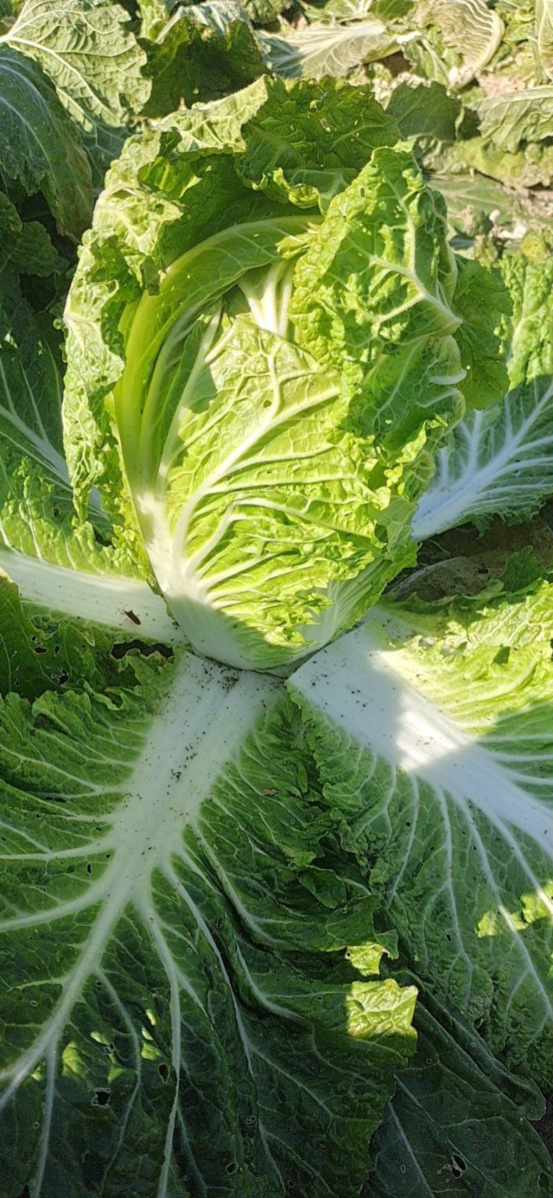 大白菜产地直供！