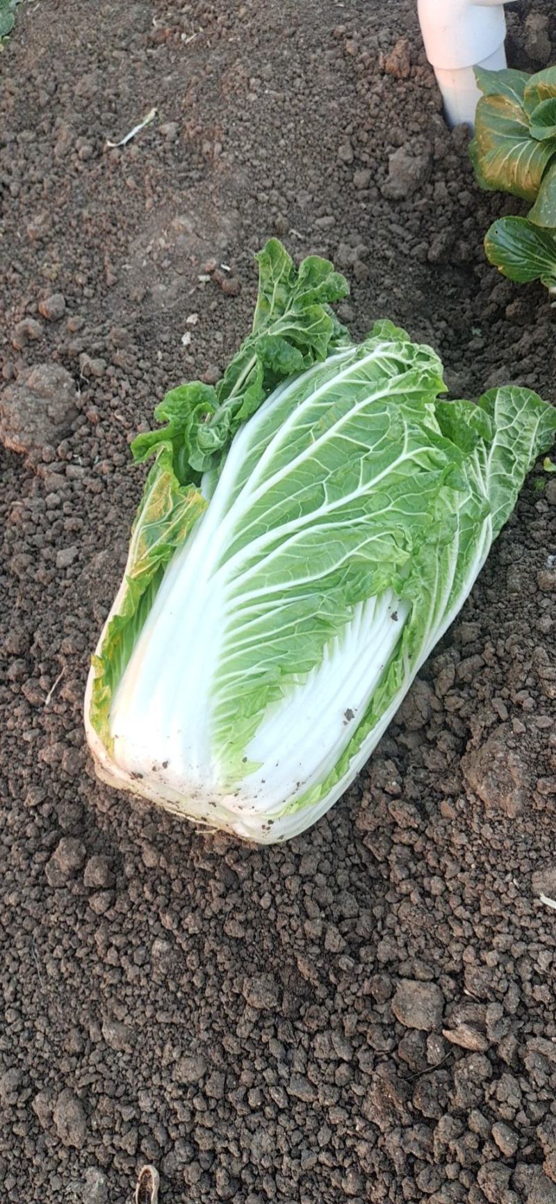 大白菜产地直供！