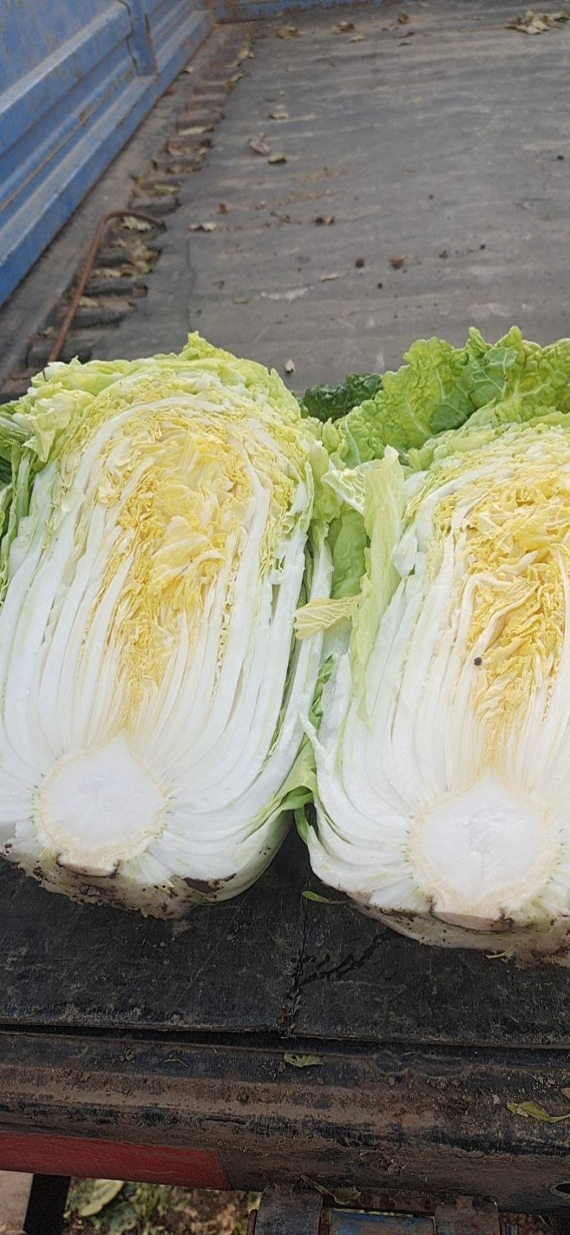 大白菜产地直供！