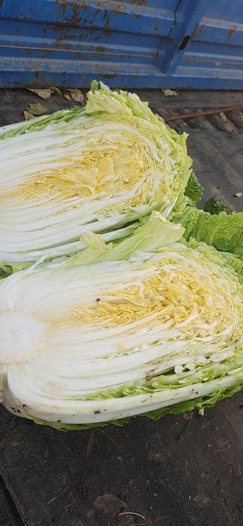 大白菜产地直供！