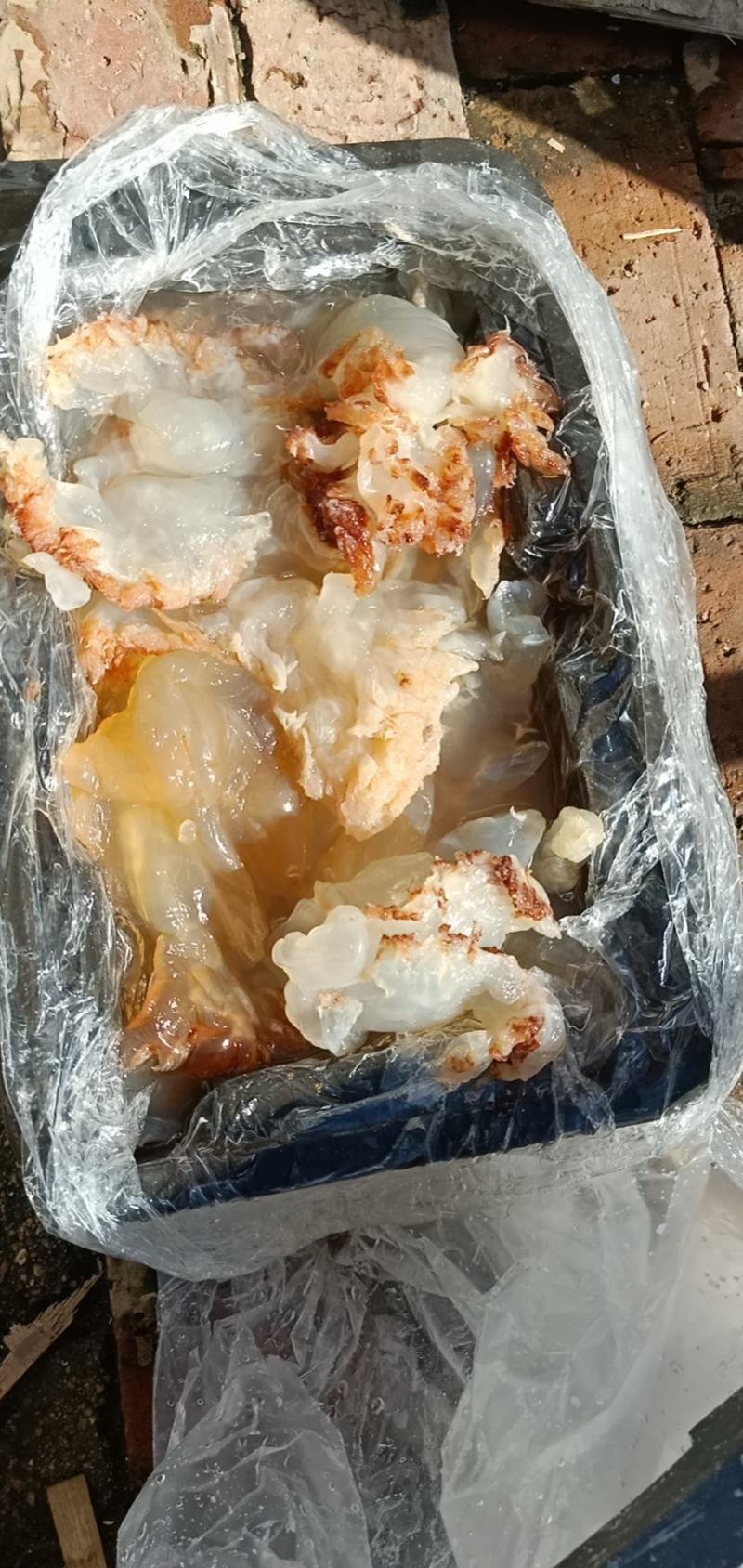 海蜇头海蜇丝产地直发大量现货可视频看货