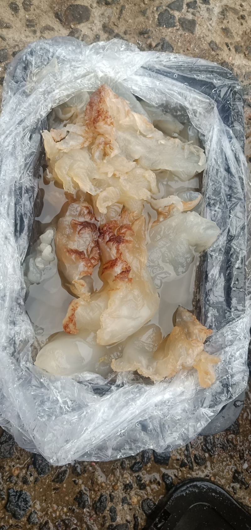 海蜇头海蜇丝产地直发大量现货可视频看货