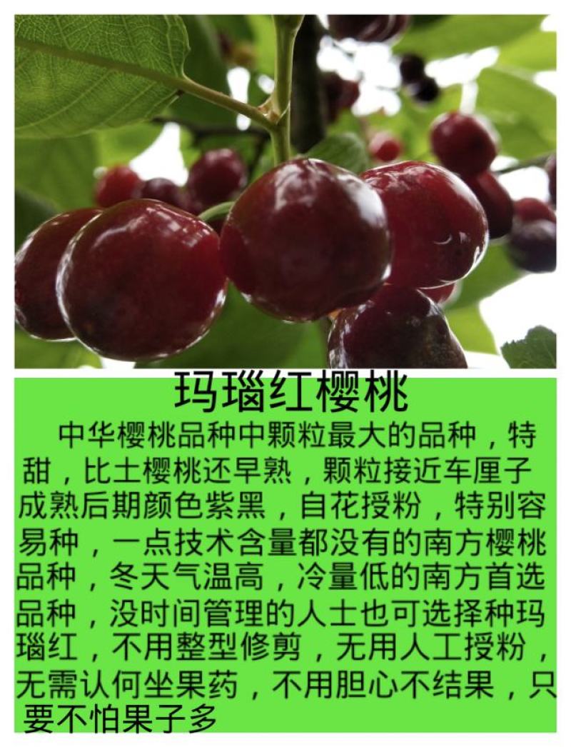 俄罗斯8号美早齐早罗亚明罗亚理红妃玛瑙红黑珍珠