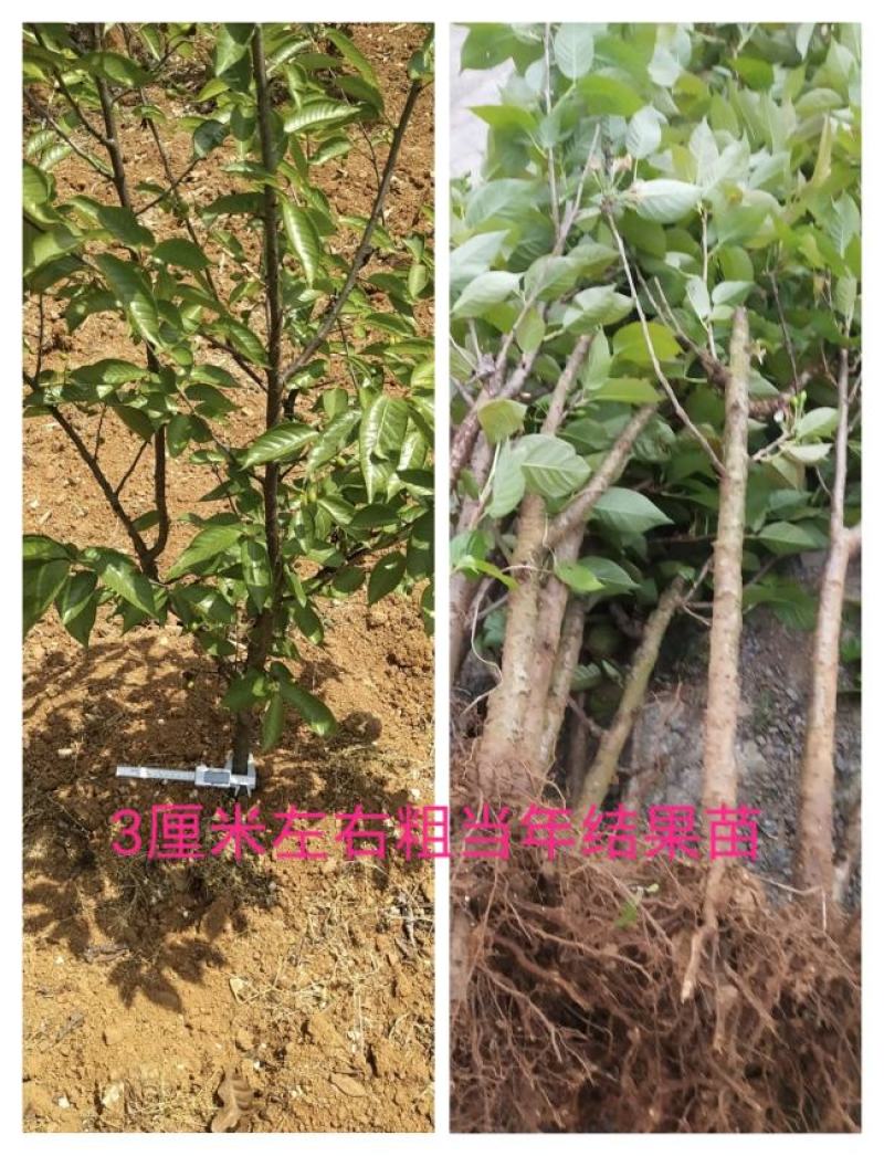 俄罗斯8号美早齐早罗亚明罗亚理红妃玛瑙红黑珍珠