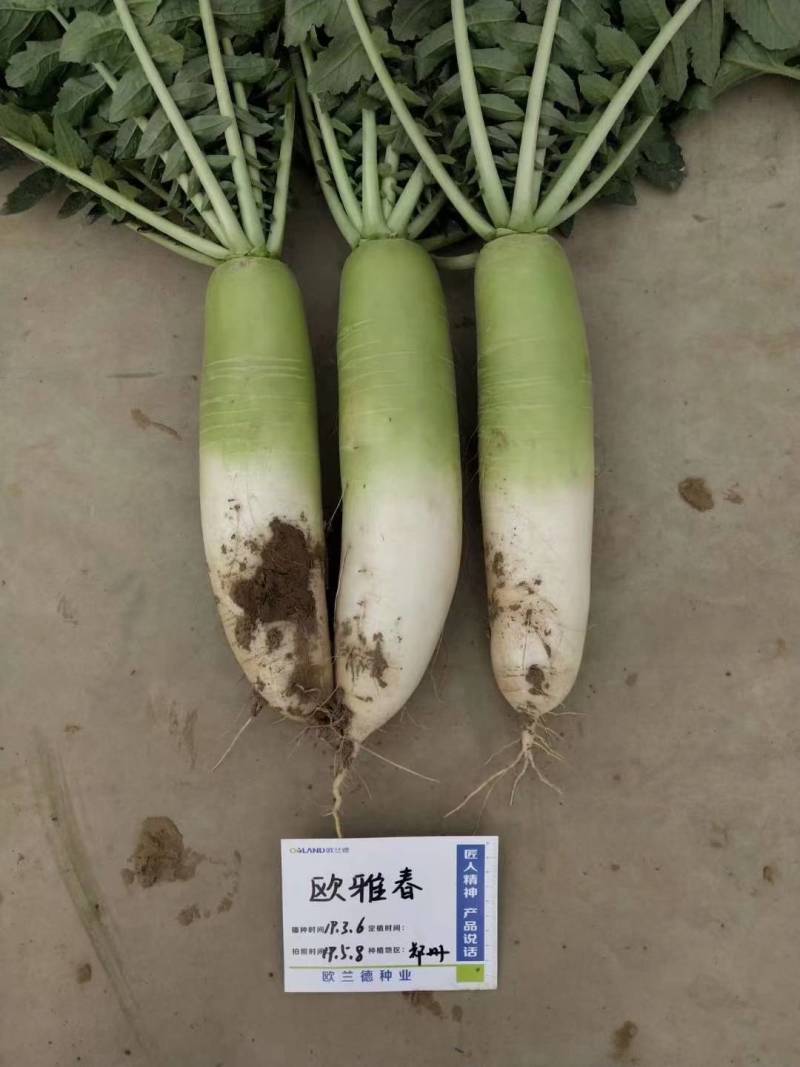 【耐寒耐抽苔】欧雅春春季天播萝卜种子耐低温青白皮反季节
